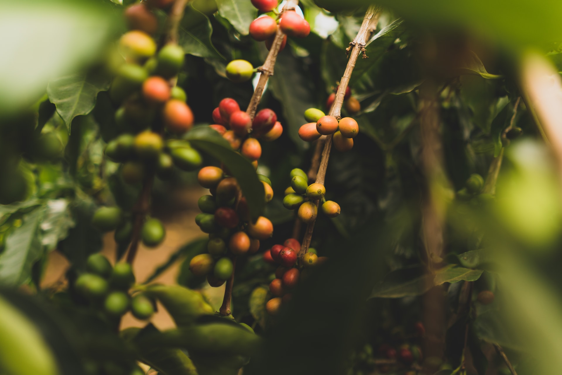 Planta de café com frutos verdes e maduros
